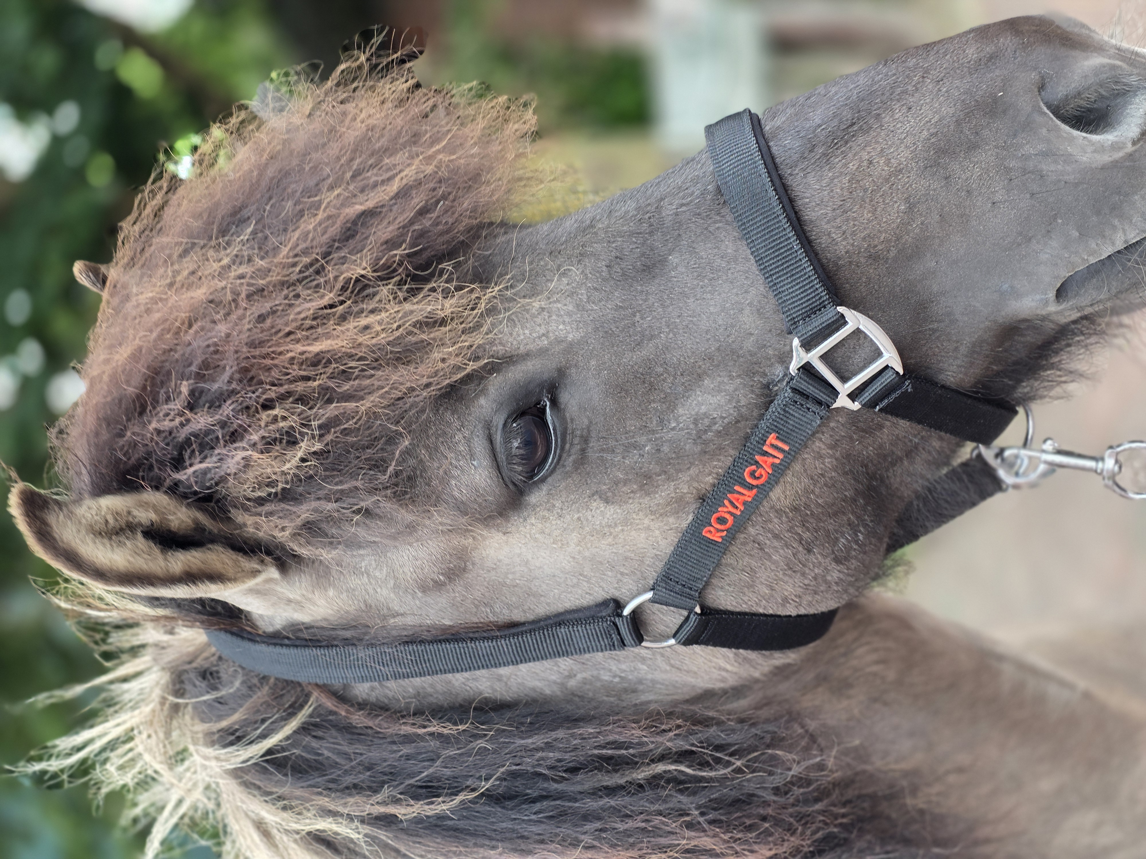 Royal Gait Halfter Skuggi