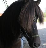 Hestagallery Genickstück Lukka mit Stirnriemen - Lime