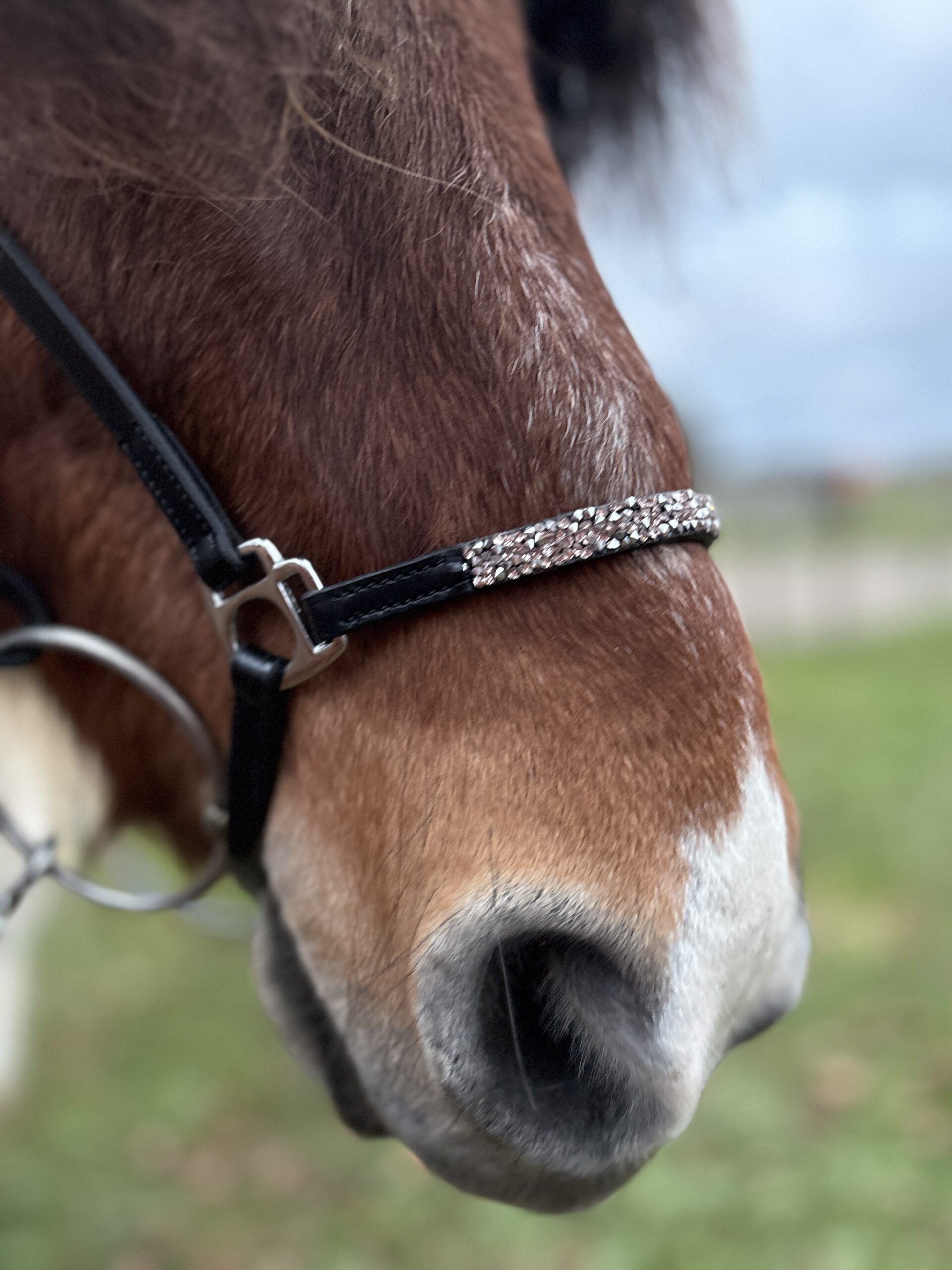 Hestagallery hannoversches Reithalfter LUKKA . Rosé