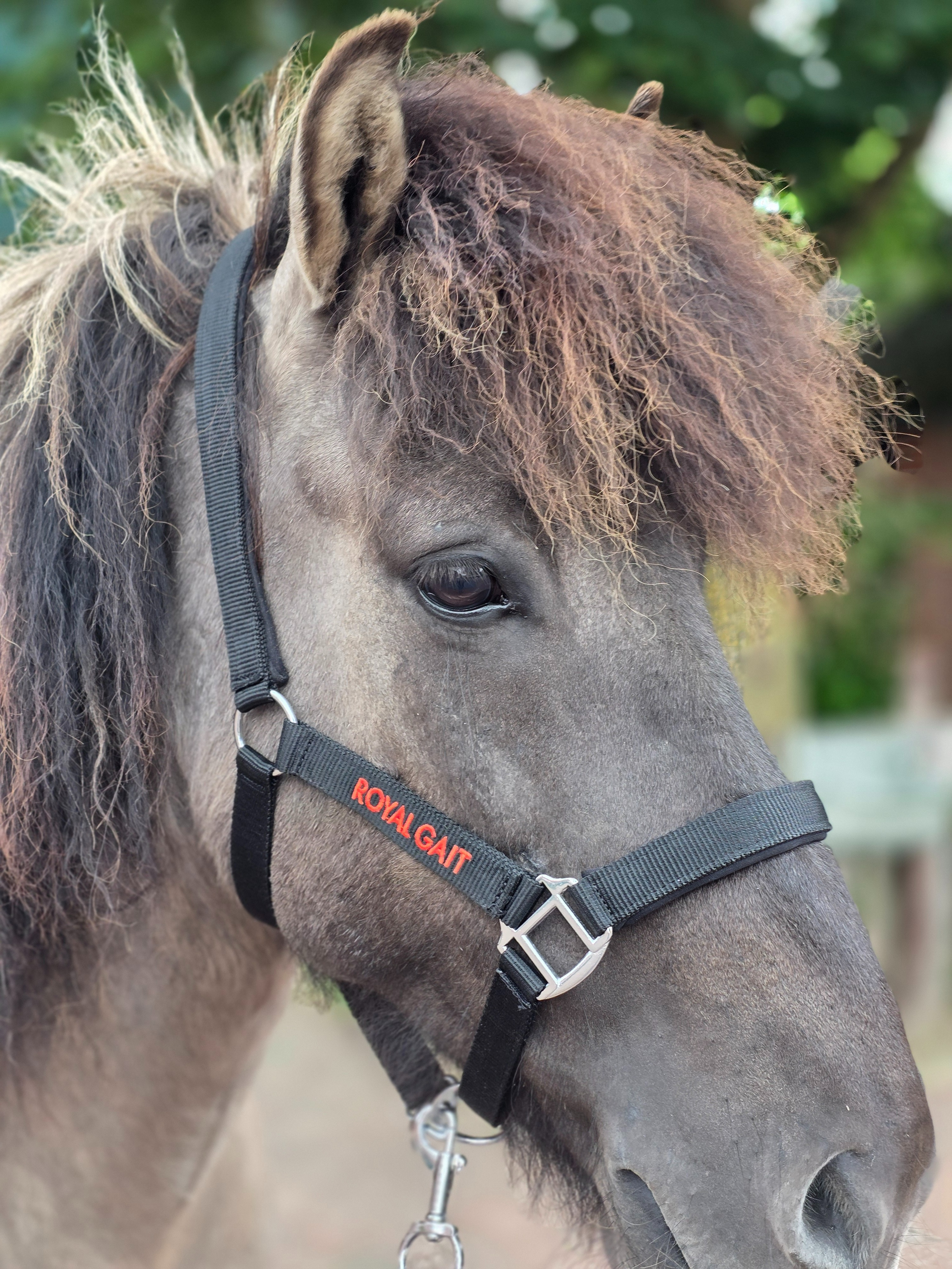 Royal Gait Halfter