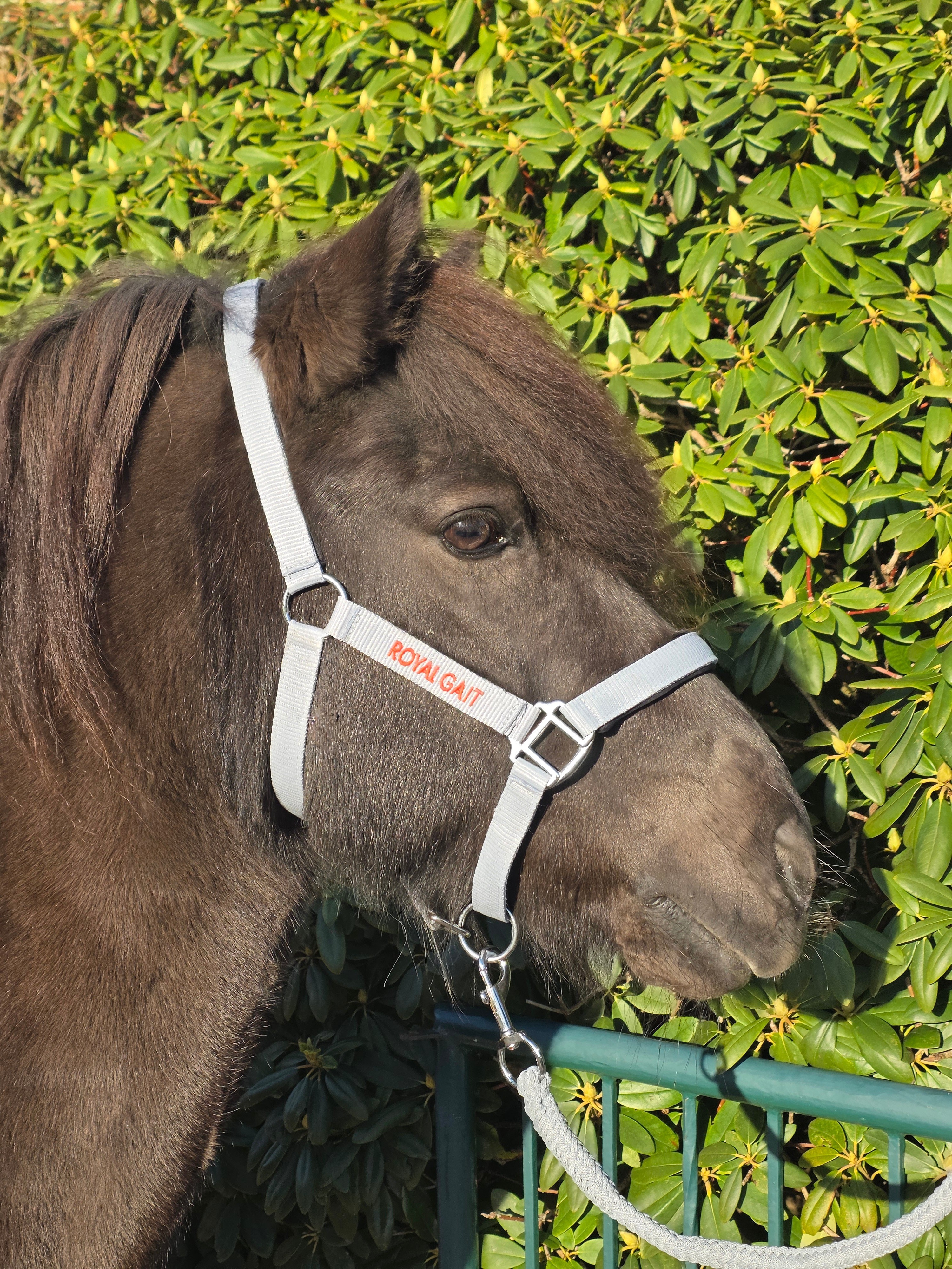 Royal Gait Halfter Aska