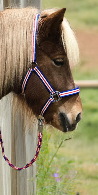 Royal Gait Halfter Flagg