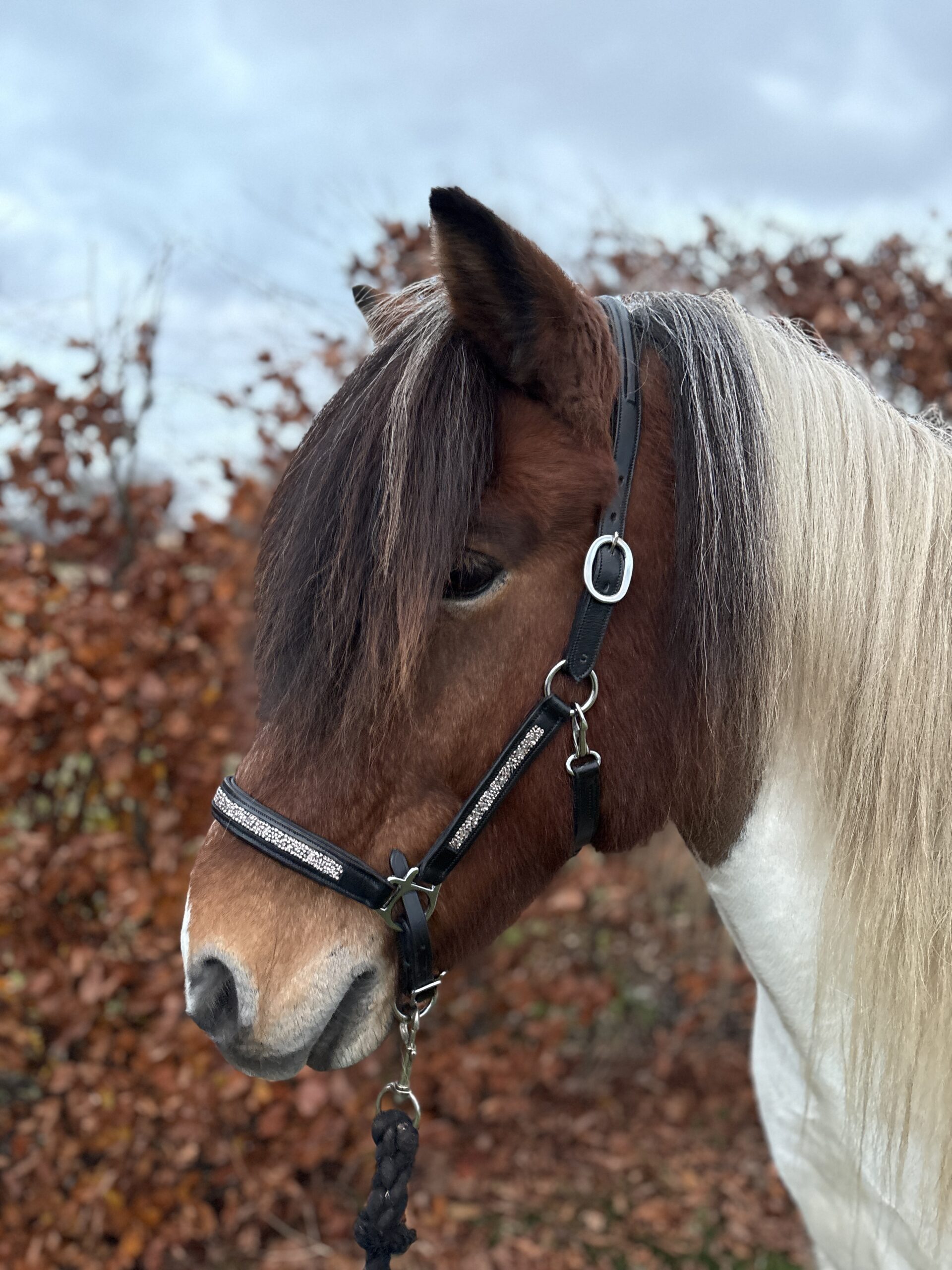 Hestagallery Lederhalfter Lukka - rosé