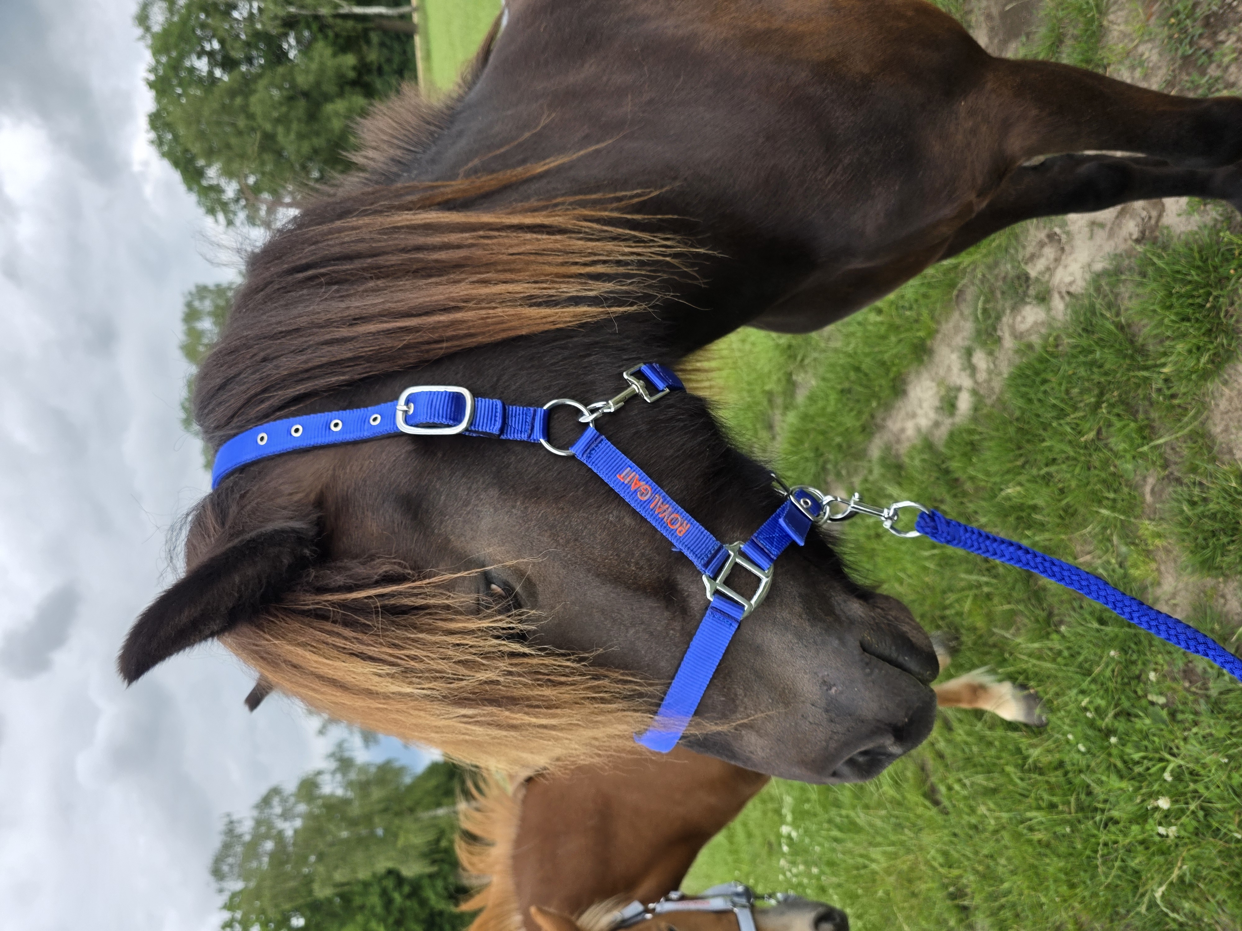 Royal Gait Halfter Kongur