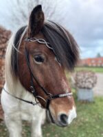 Hestagallery Genickstück Lukka mit Stirnriemen - rosé